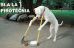 Menos perros y más pirotecnia